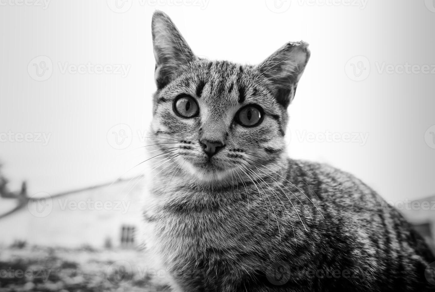 streunend Katze Essen foto