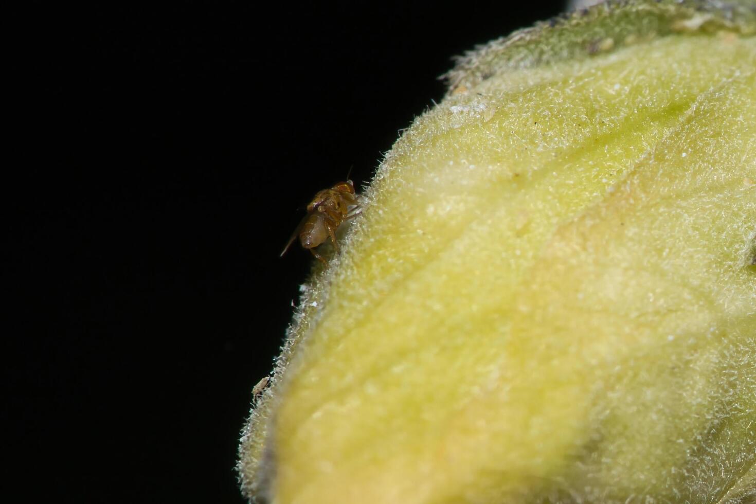 Obst fliegen Fütterung foto