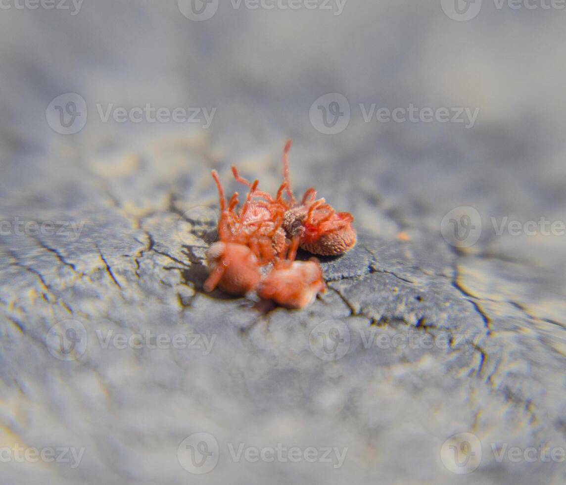 schließen oben Makro rot Samt Milbe oder trombidiidae foto