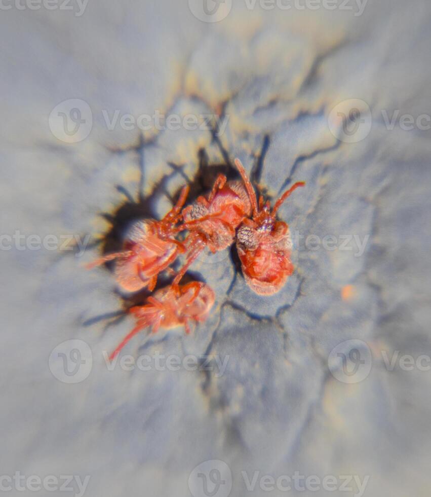 schließen oben Makro rot Samt Milbe oder trombidiidae foto