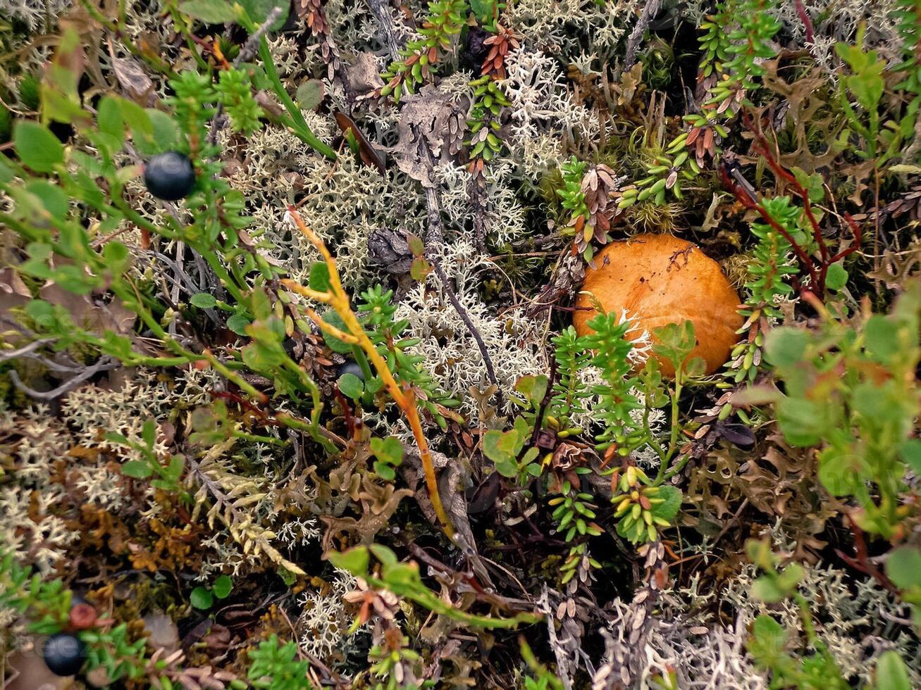 essbar Pilze im das Wald Wurf. Pilze im das Wald-t foto