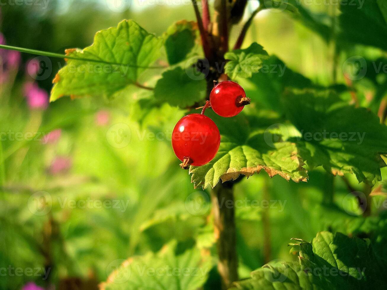 Beeren von rot Johannisbeeren auf das Busch. Tundra Beeren. foto