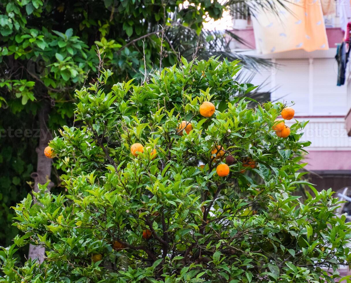 Orange Baum im das Stadt, Orangen im Bäume. foto