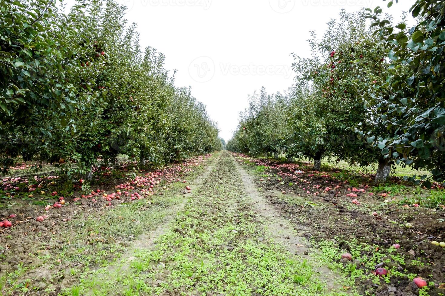 Apfel Obstgarten. Reihen von Bäume und das Obst von das Boden unter das Bäume foto