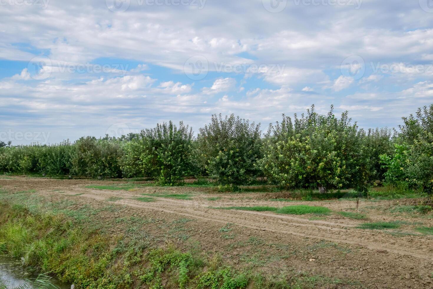 Apfel Obstgarten. Reihen von Bäume und das Obst von das Boden unter das Bäume foto