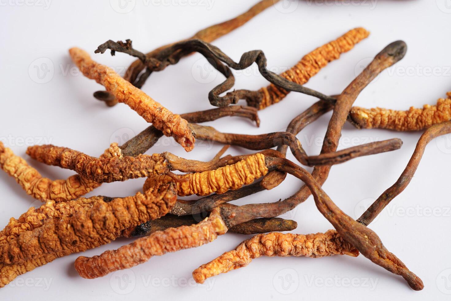 Cordyceps sinensis oder Ophiocordyceps sinensis isoliert auf Weiß Hintergrund, Pilz Kraut Behandlung Medizin. foto