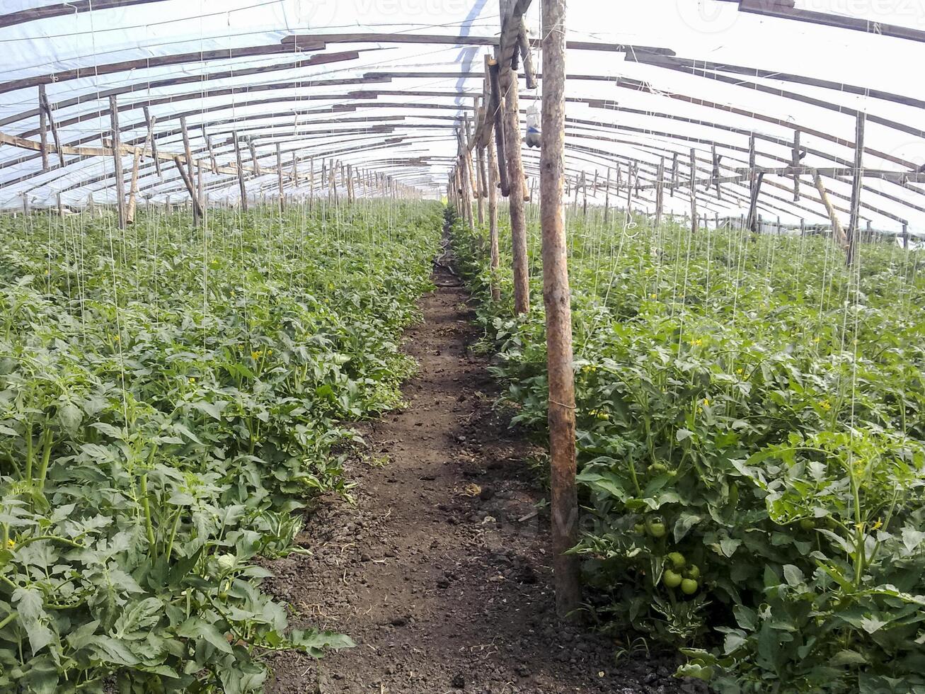 Tomaten im das Gewächshaus. foto