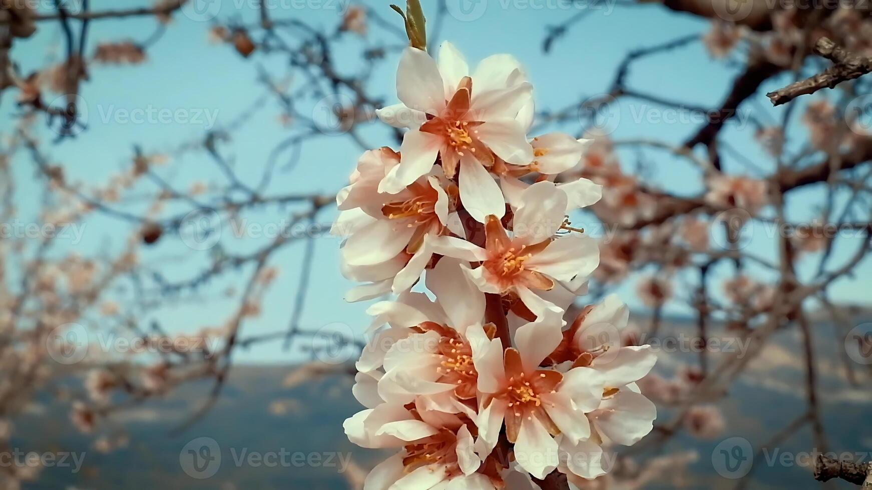 Mandel blühen im Frühling Zeit. schön Mandel Baum Blumen. foto