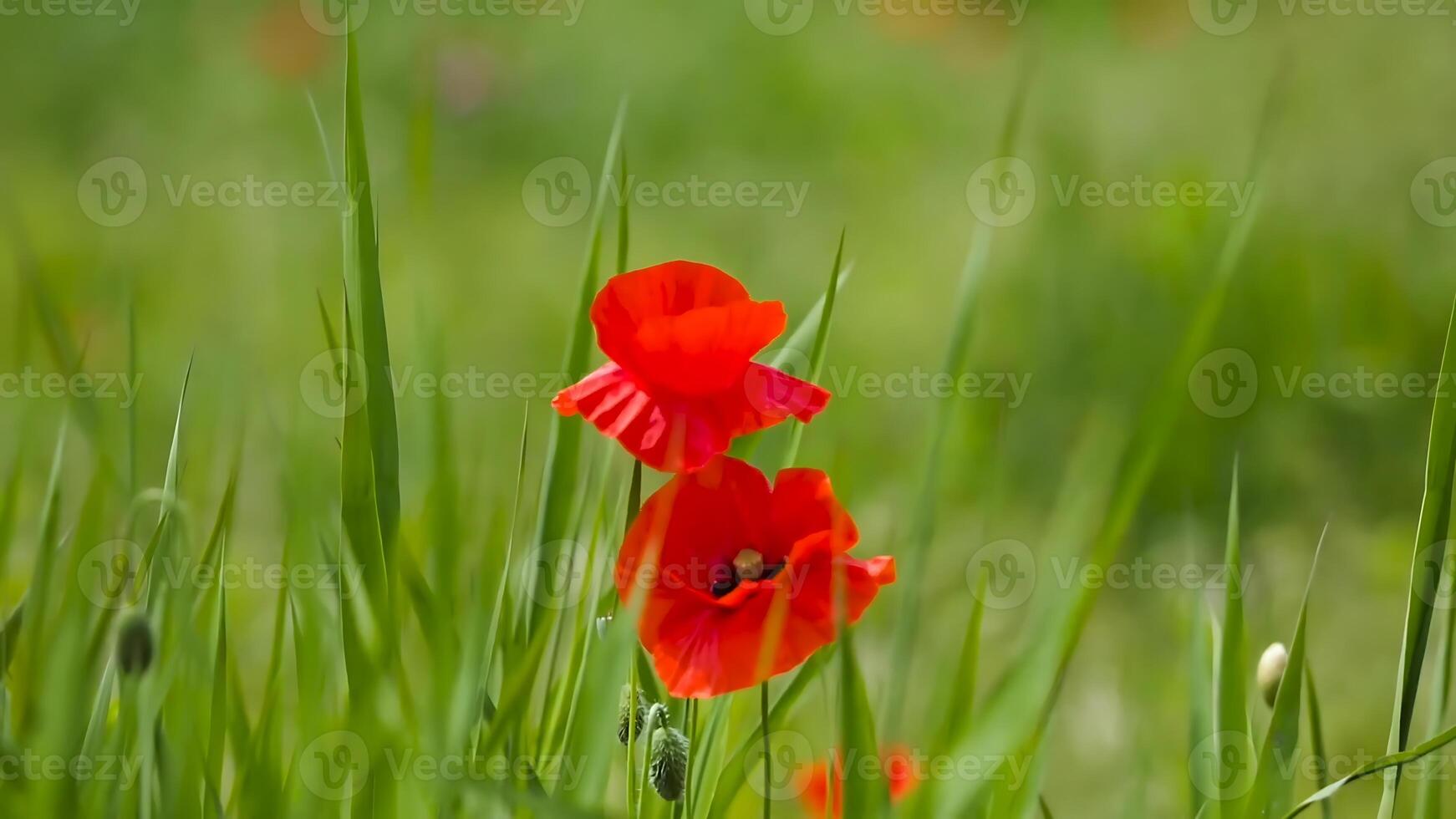 rot Mohnblumen auf Grün Gras im Frühling. flach Tiefe von Feld foto