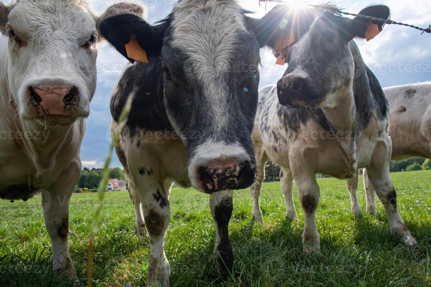 ein Gruppe von mehrfarbig schwarz und Weiß Kühe grasen im ein Corral auf Grün Gras foto