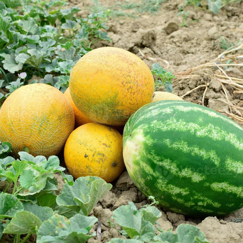 reif Melone und Wassermelone das Neu Ernte. foto