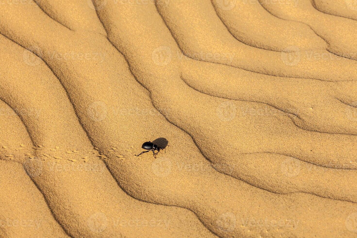 Skarabäus Scarabäus Käfer auf Wüste Sand foto