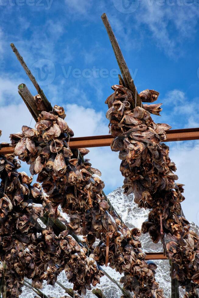 Trocknen Stockfisch Kabeljau Köpfe im ein Angeln Dorf im Norwegen foto