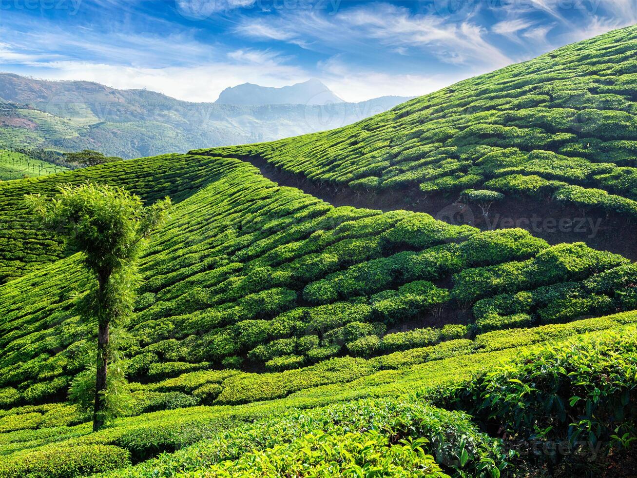 Tee Plantagen, Munnar, Kerala Zustand, Indien foto