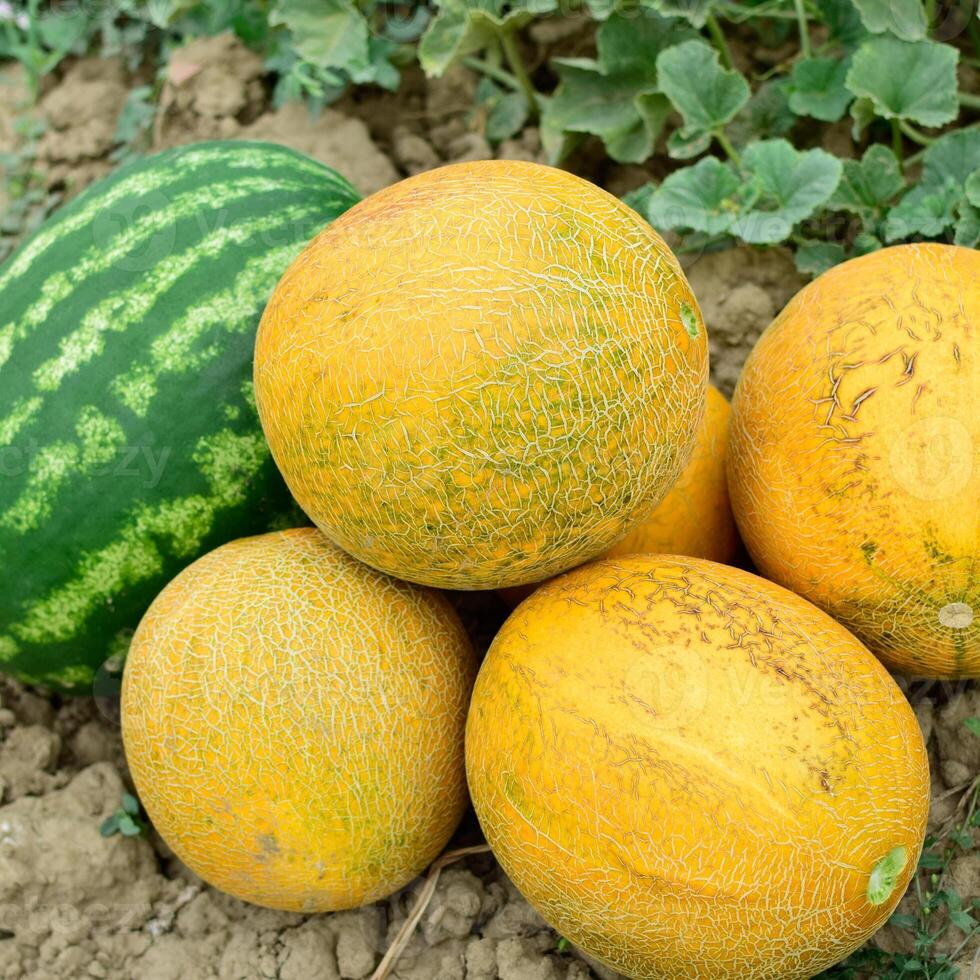 reif Melone und Wassermelone das Neu Ernte. foto