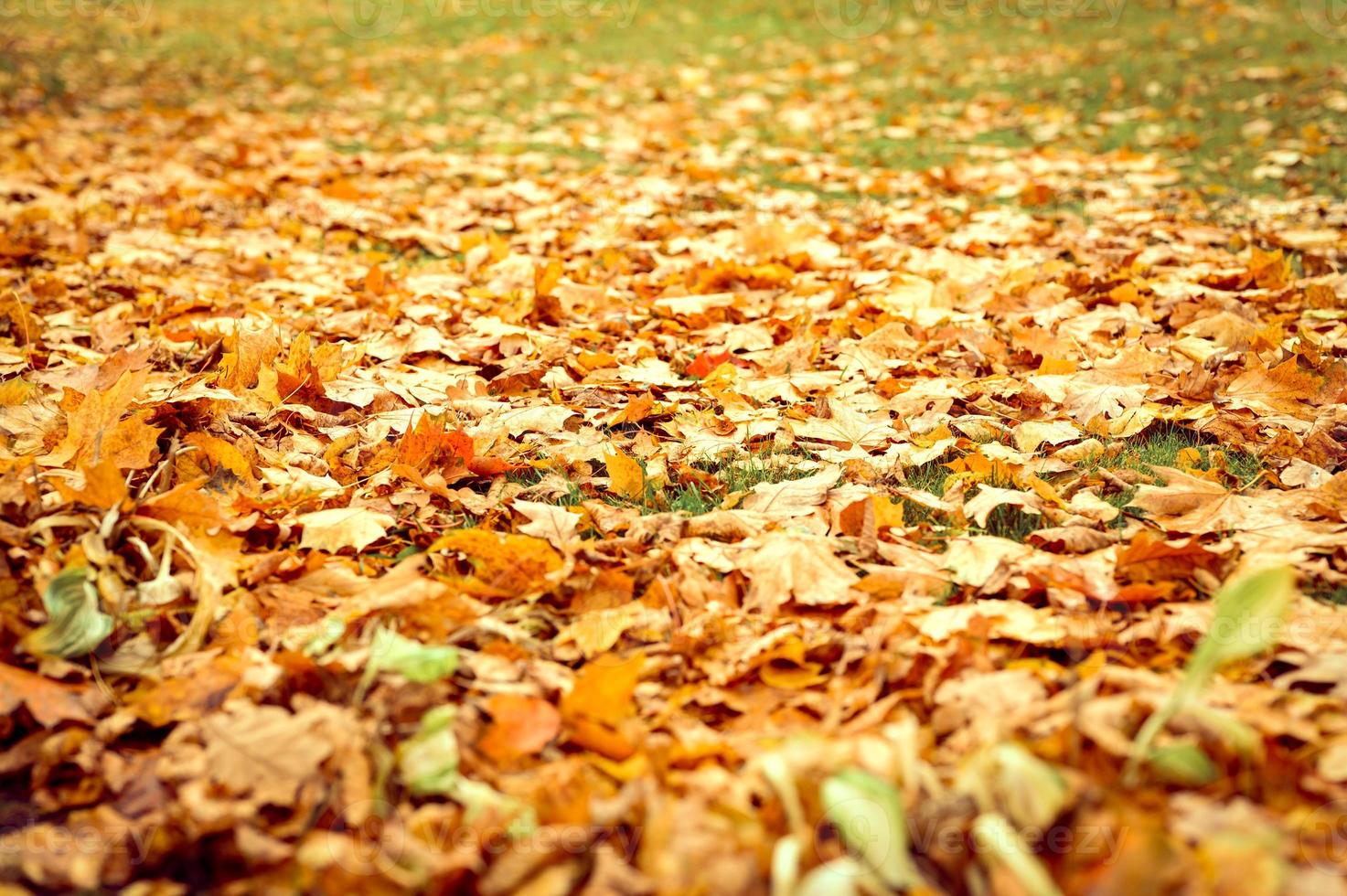 herbstzeit laub blätter fallen wald park natur foto