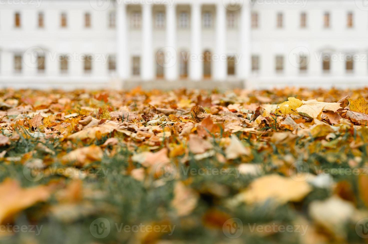 herbstzeit laub blätter fallen wald park natur foto