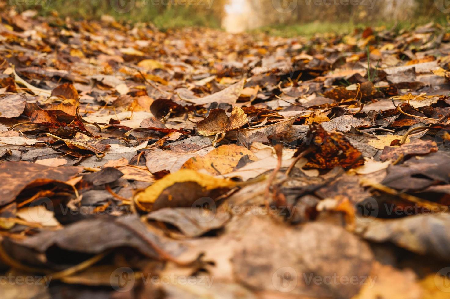 goldener Herbst Herbstzeit foto