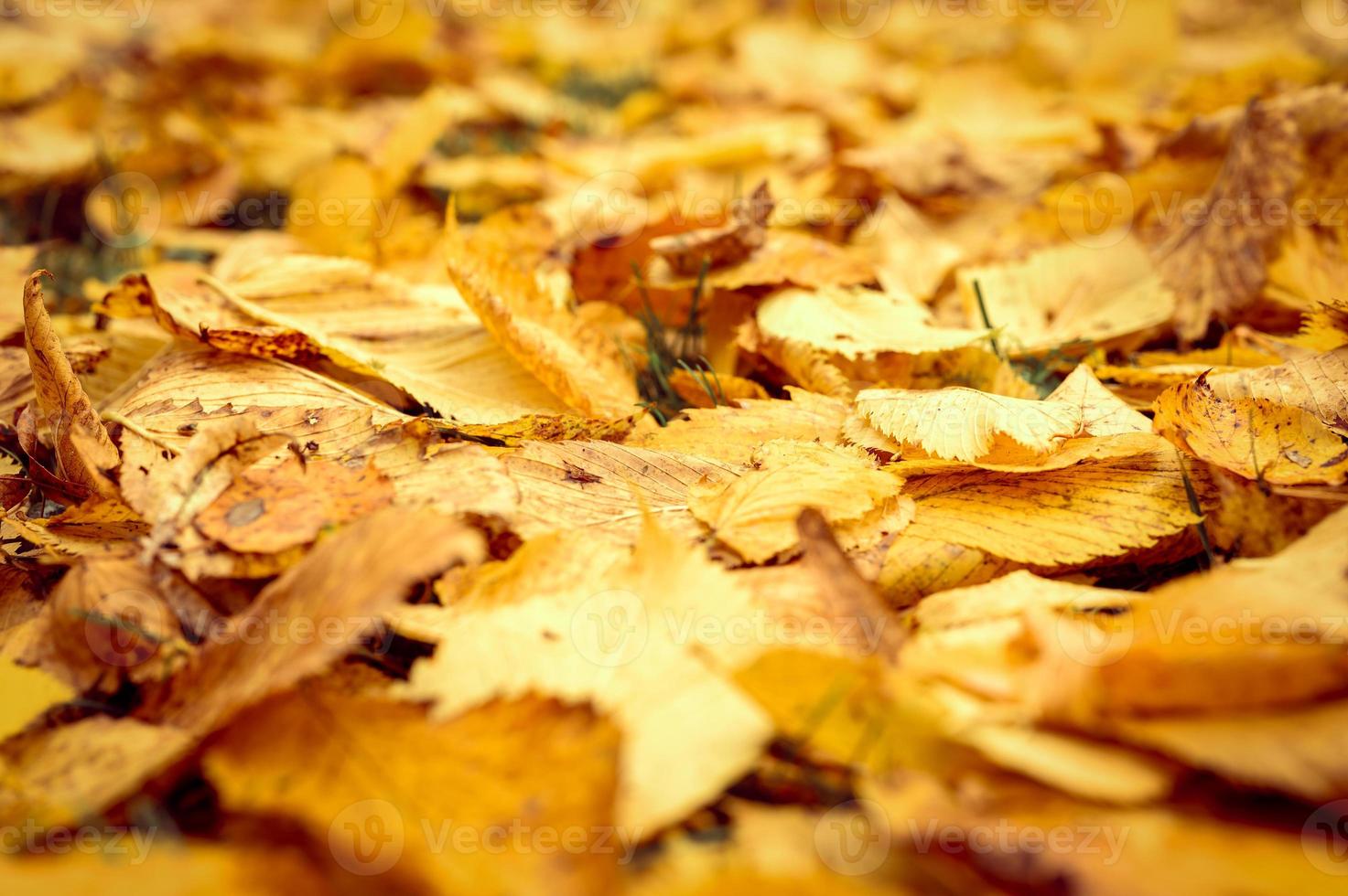 goldener Herbst Herbstzeit foto