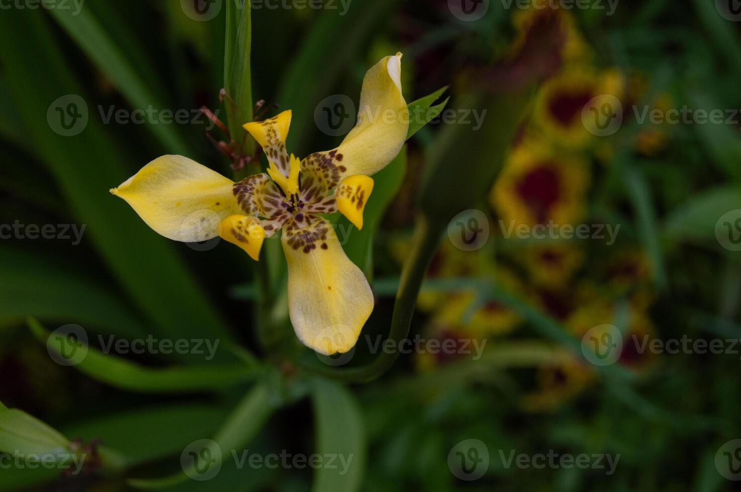 schließen oben von Gelb Iris Blume foto