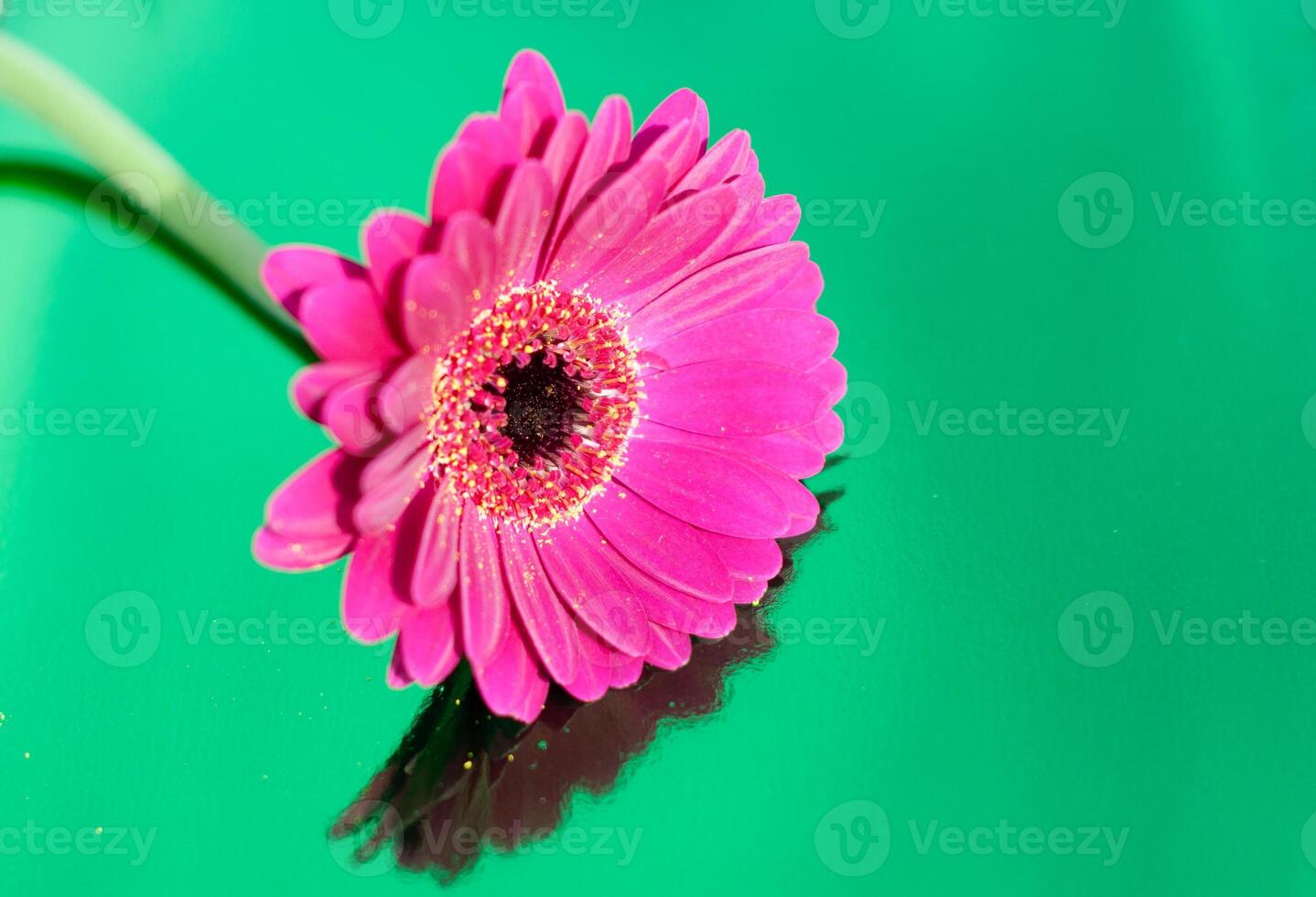 einer lila Gerbera auf Neon- Grün Hintergrund, schließen Winkel, Frühling Stimmung, Blume foto