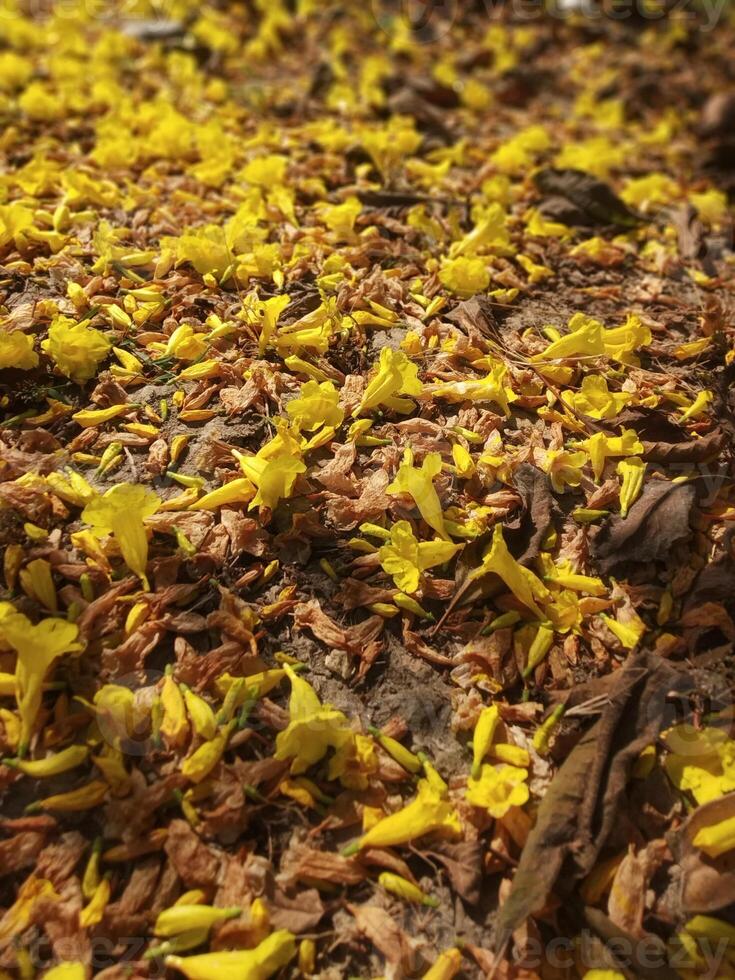 gefallen Blumen und Blätter unter das Baum Natur Hintergrund Bild foto