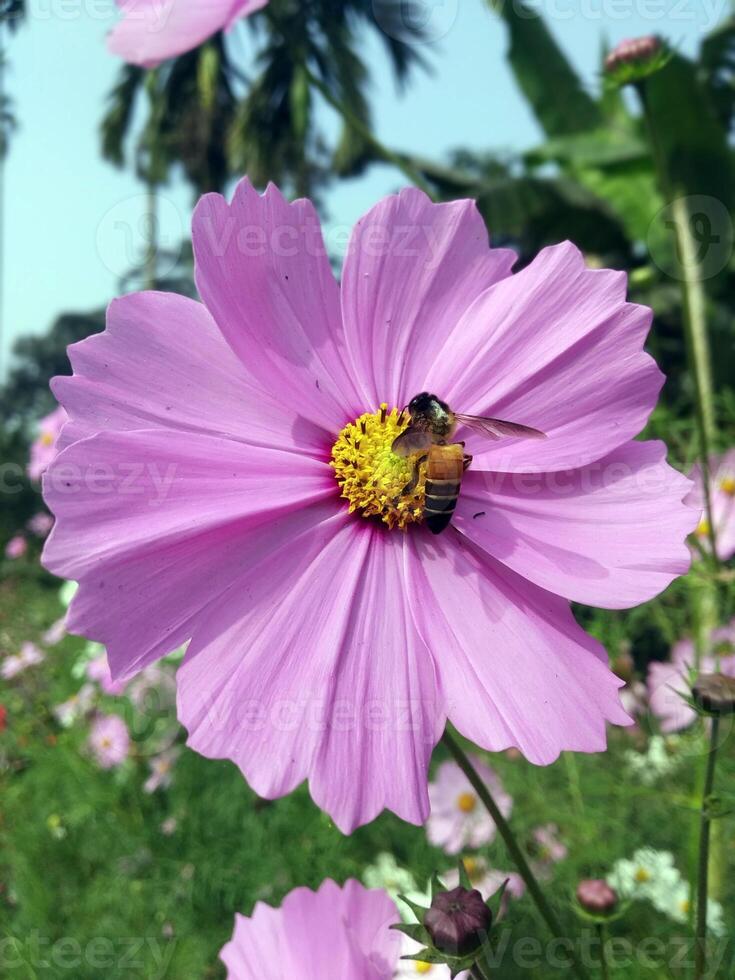 sonnig Kosmos und ein Biene Freude ein Blume Garten Rückzug Desktop 4k Hintergrund foto