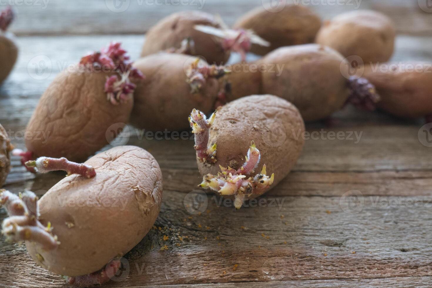 Kartoffeln mit Sprossen auf ein hölzern Hintergrund. Samen Kartoffeln zum Pflanzen. foto