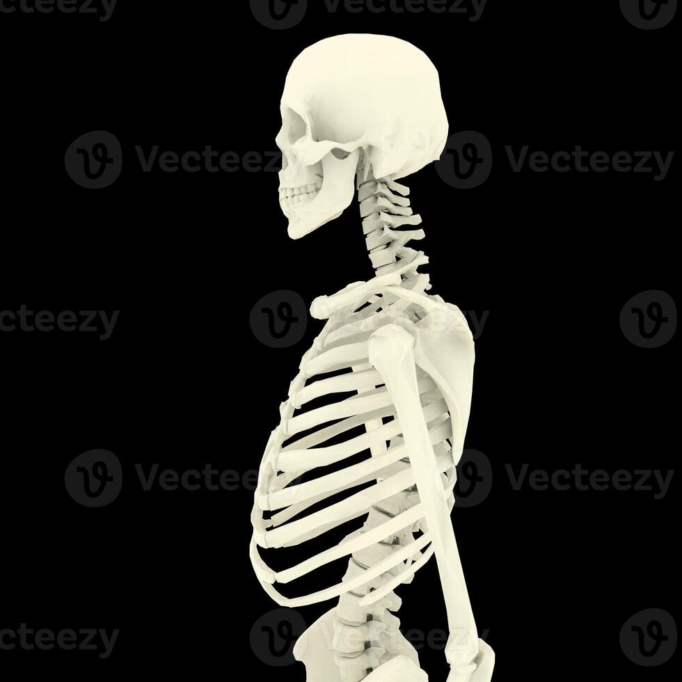 Röntgen Vision von das Mensch Körper und Knochen. foto