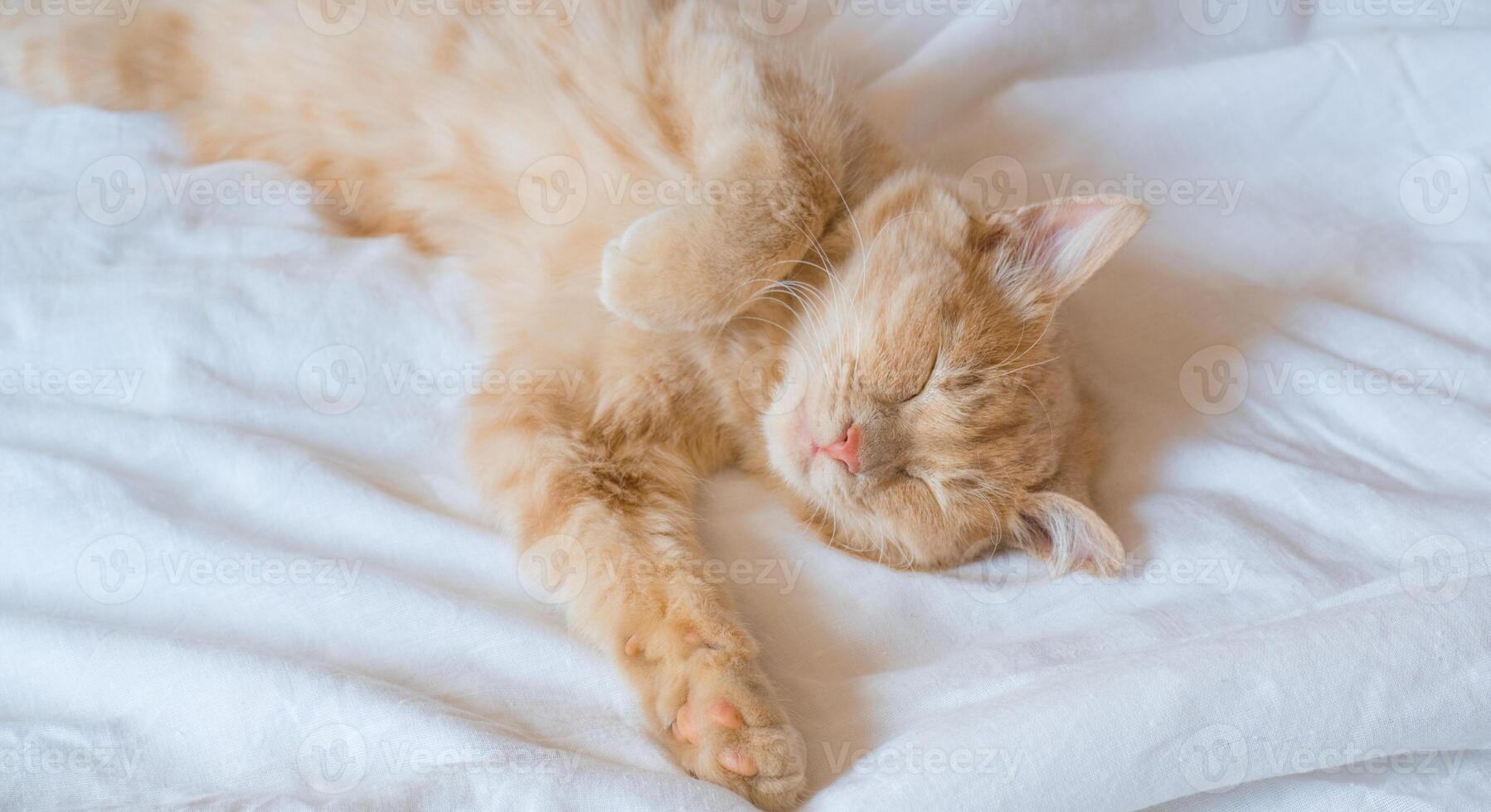 Ingwer Katze schläft auf ein Weiß Decke, gemütlich Zuhause und Ferien Konzept, süß Ingwer oder Ingwer Kätzchen. foto
