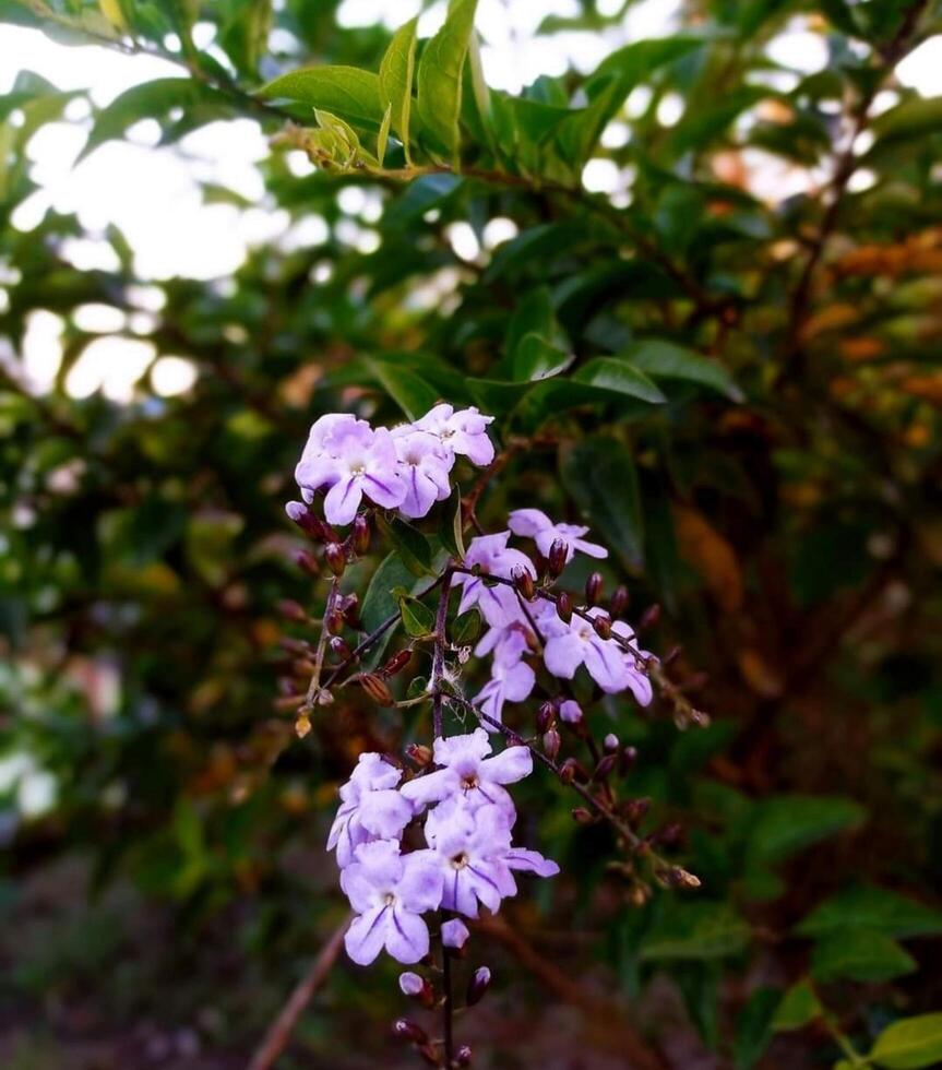 schön Blühen Blume im Garten foto