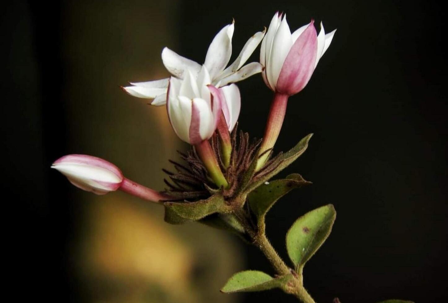 schön Blühen Blume im Garten foto