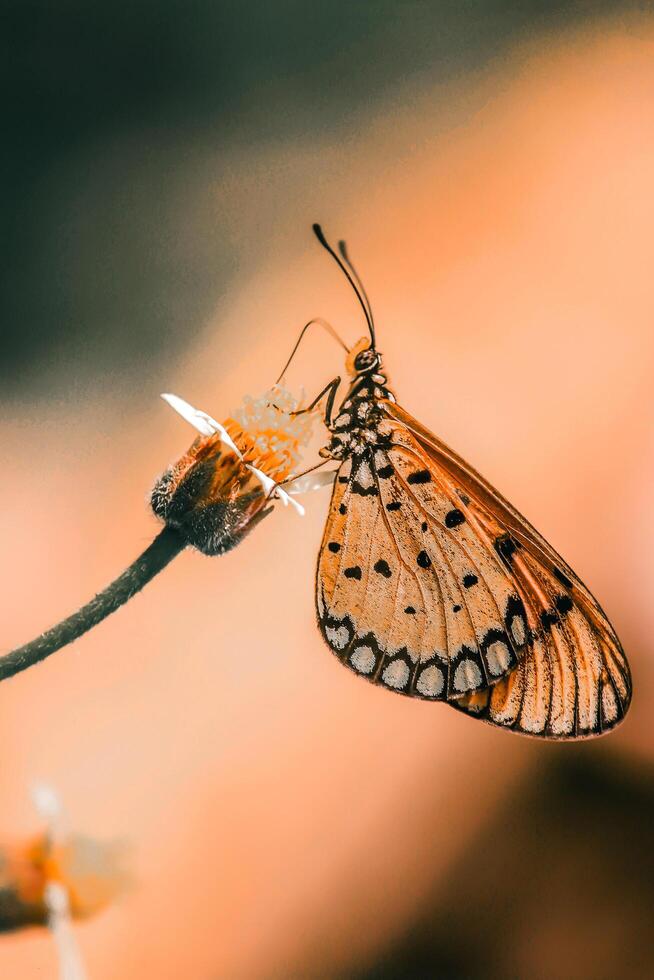 Nahansicht Fotografie von Schmetterling süß Schmetterling Foto