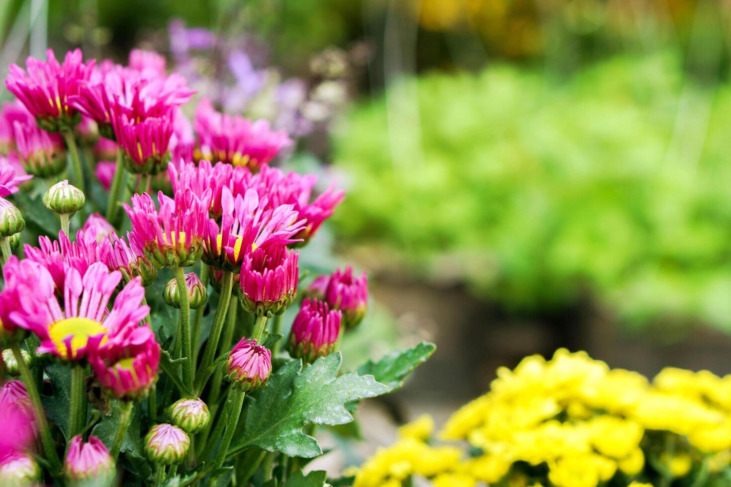 bunt Blumen im das klein Garten und Blume Topf zum Verkauf Vorderseite von ein Blume Geschäft im London, England. foto