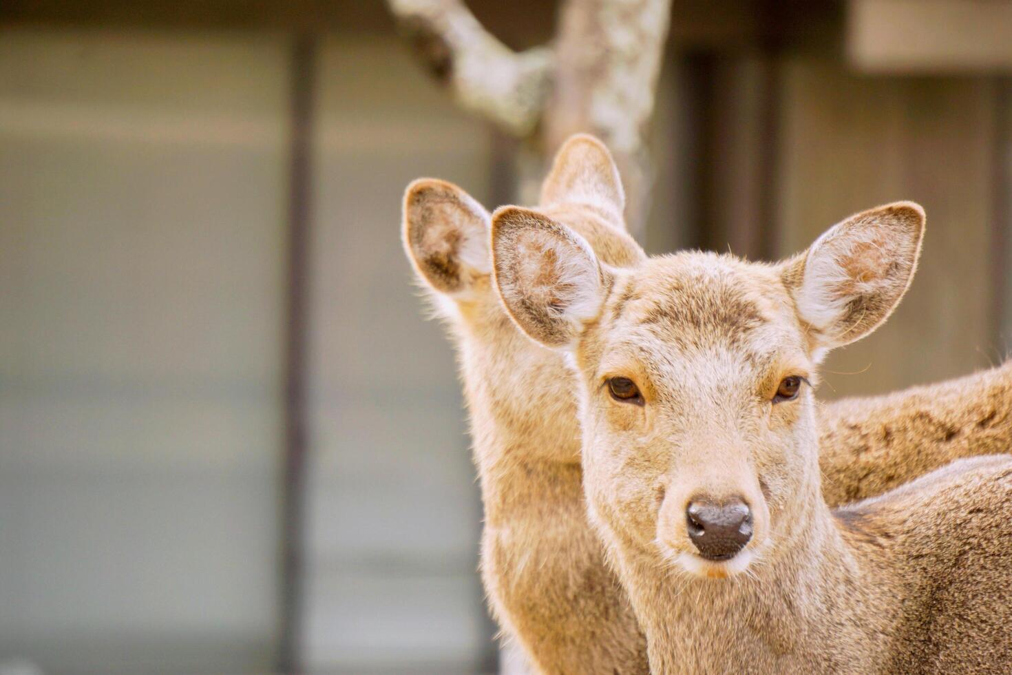 Nahansicht zwei Damhirschkuh jung Hirsch im Nara Park Bereich, Nara Präfektur, Japan. foto