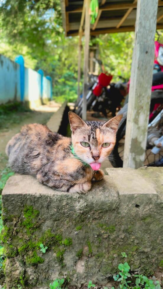 Porträt von ein Katze kleben aus es ist Zunge foto