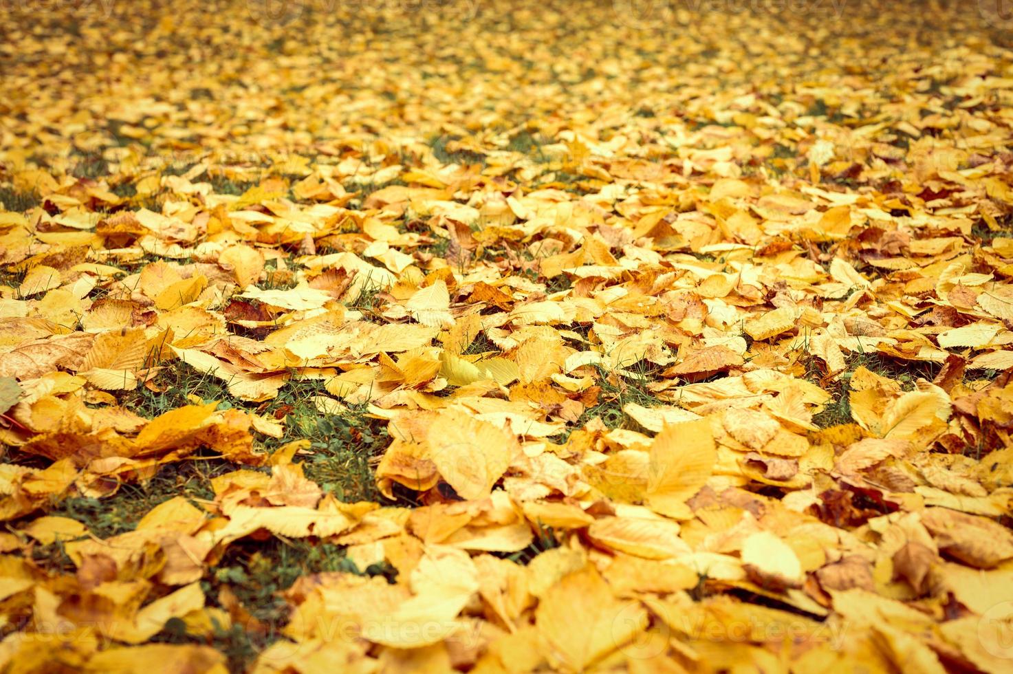 goldener Herbst Herbstzeit foto