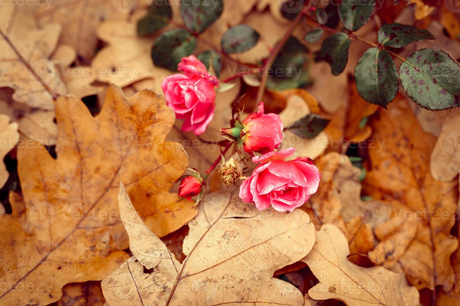 goldener Herbst Herbstzeit foto