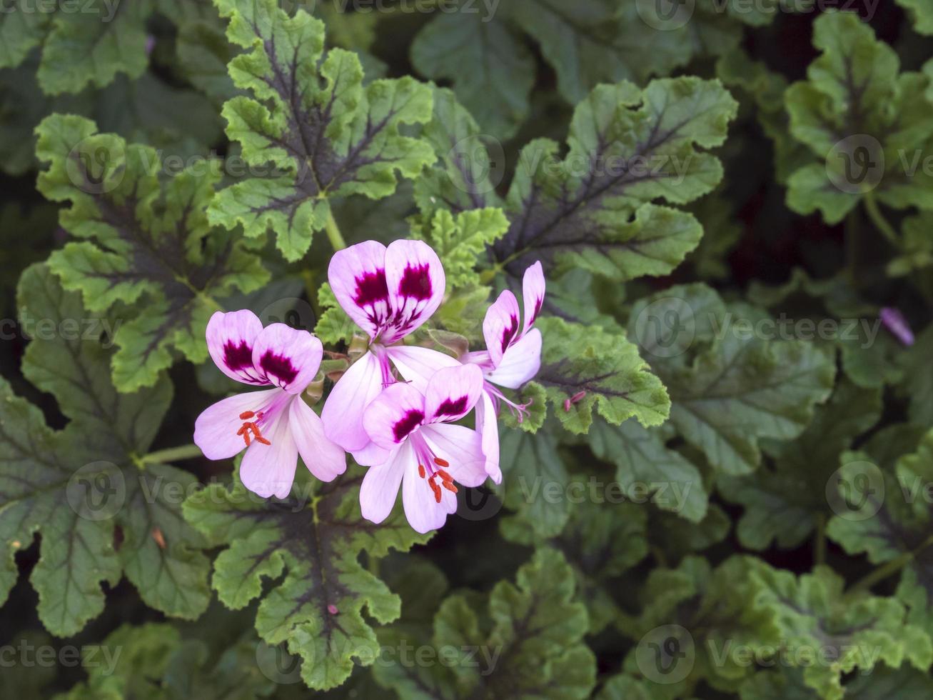 rosa Pelargonie Geranienblüte und grüne Blätter foto