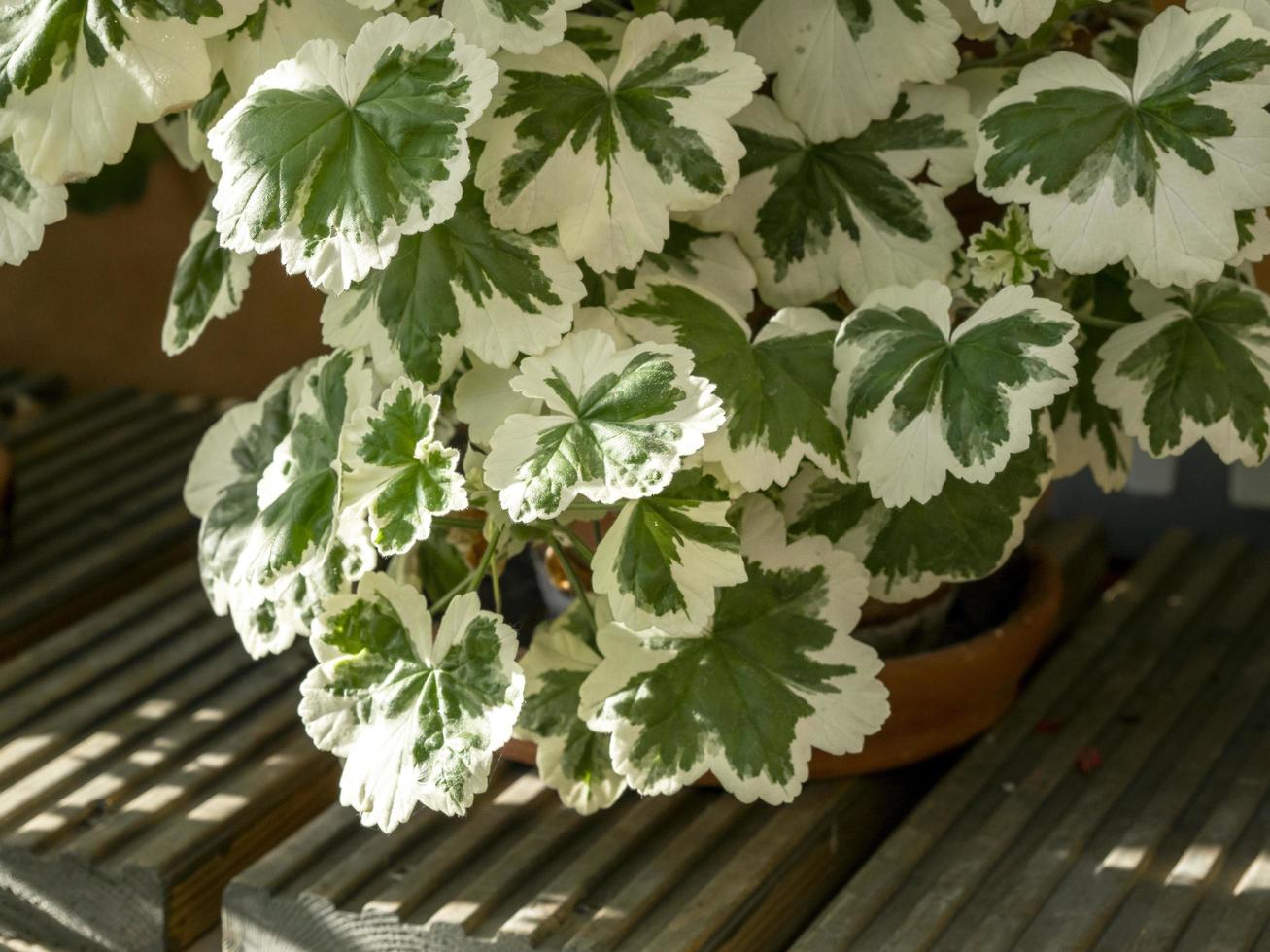 bunte Blätter an einer zonalen Pelargonienpflanze foto