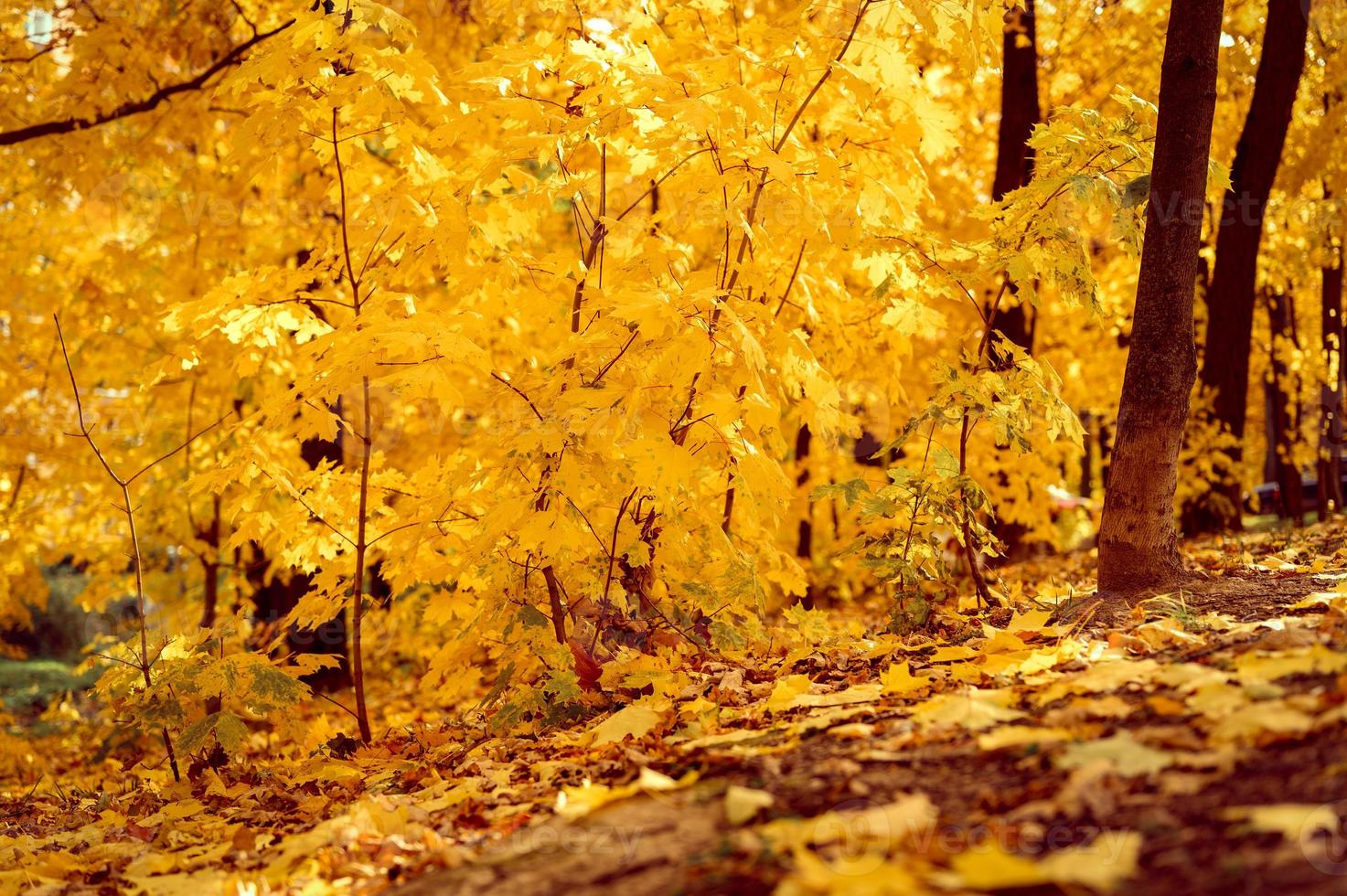 goldener Herbst Herbstzeit foto