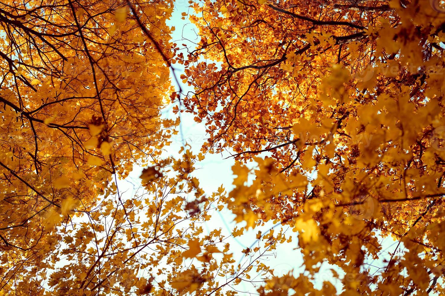goldener Herbst Herbstzeit foto