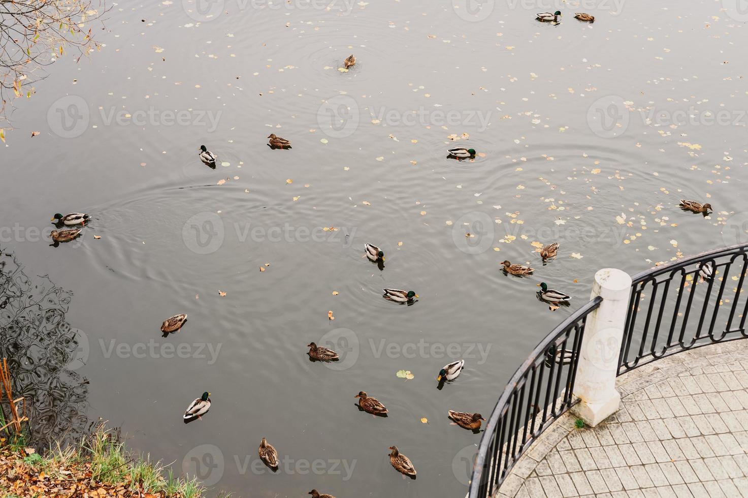 Enten in einem Teich foto