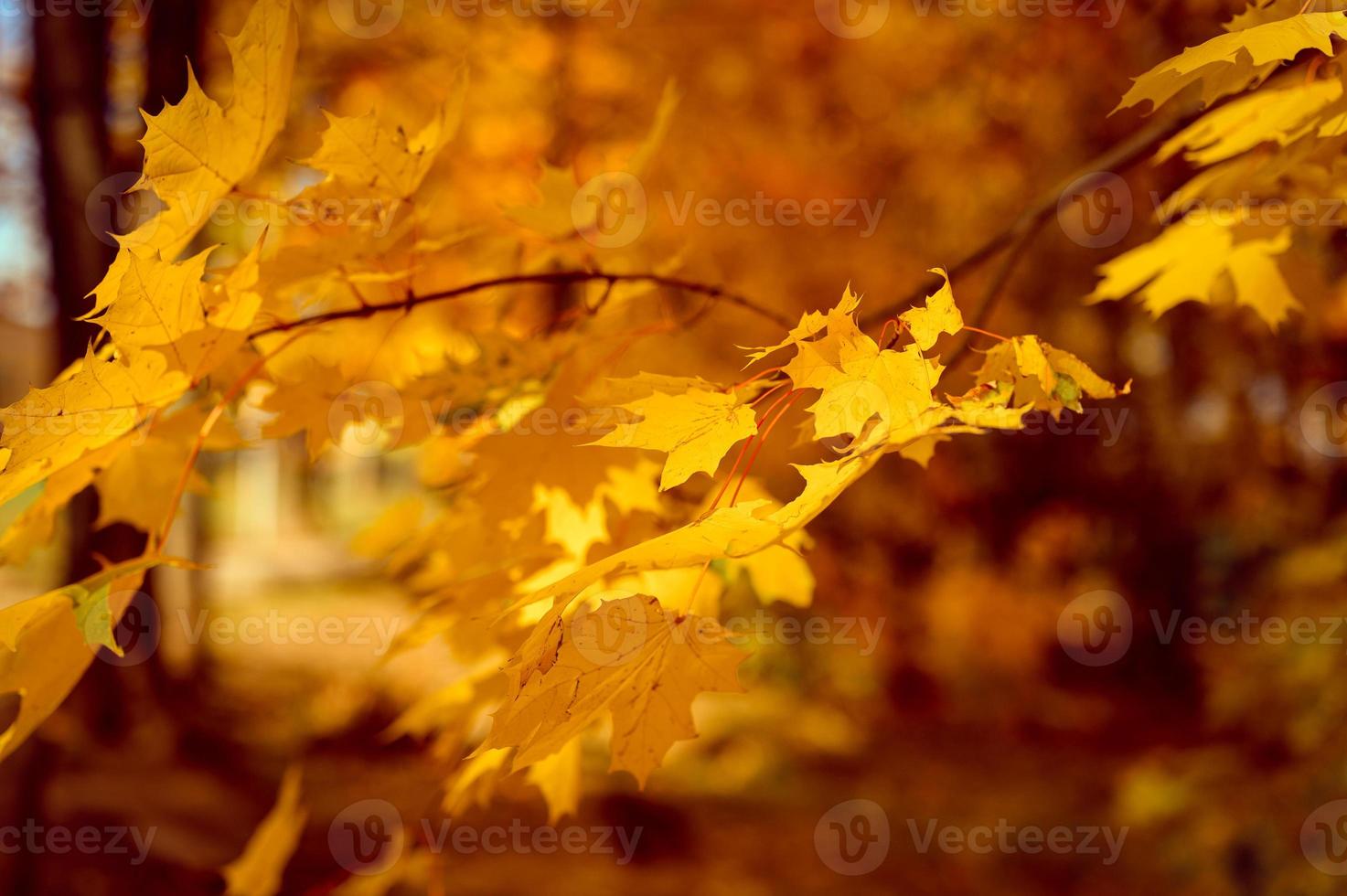 goldener Herbst Herbstzeit foto