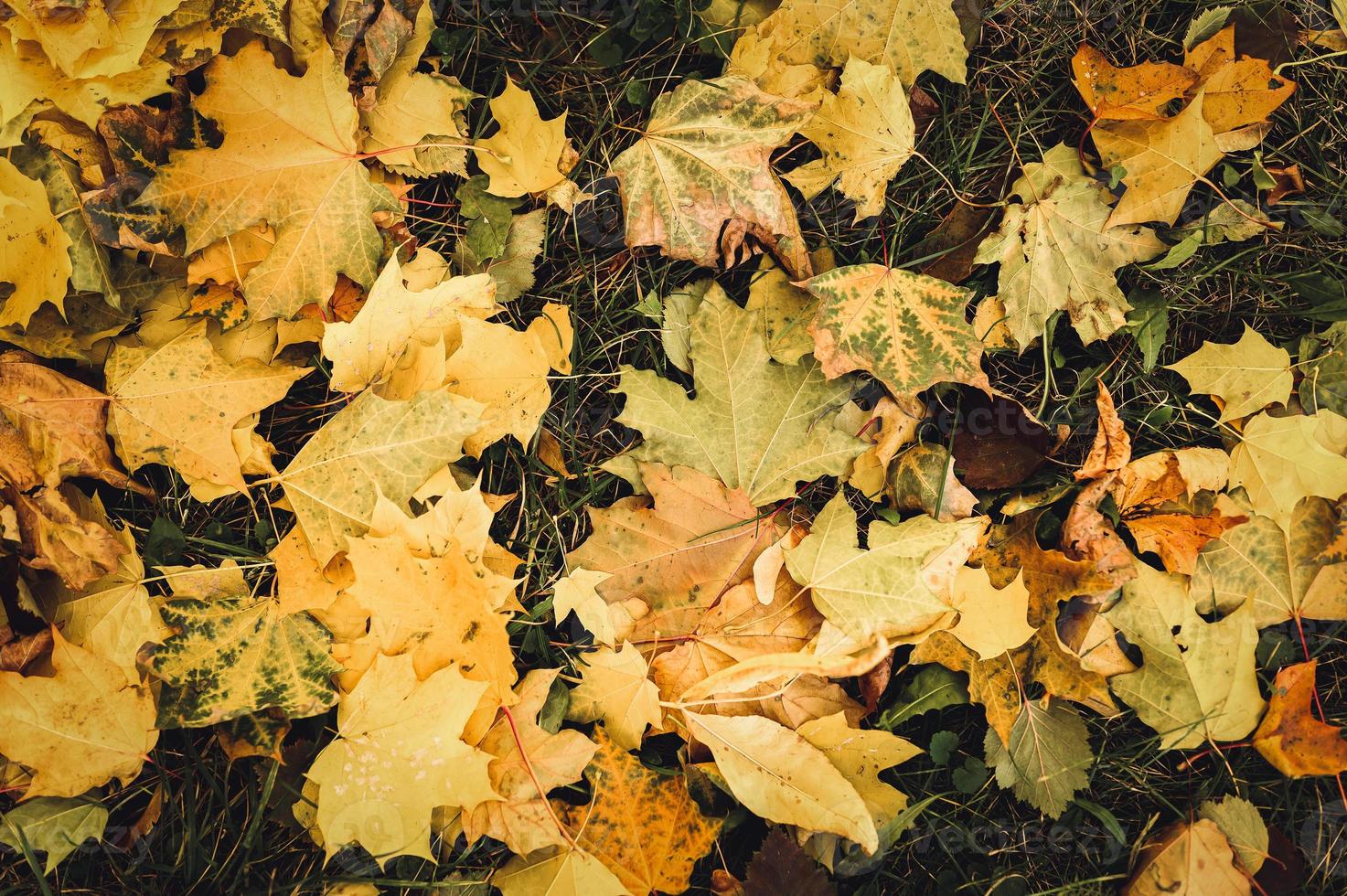 goldener Herbst Herbstzeit foto