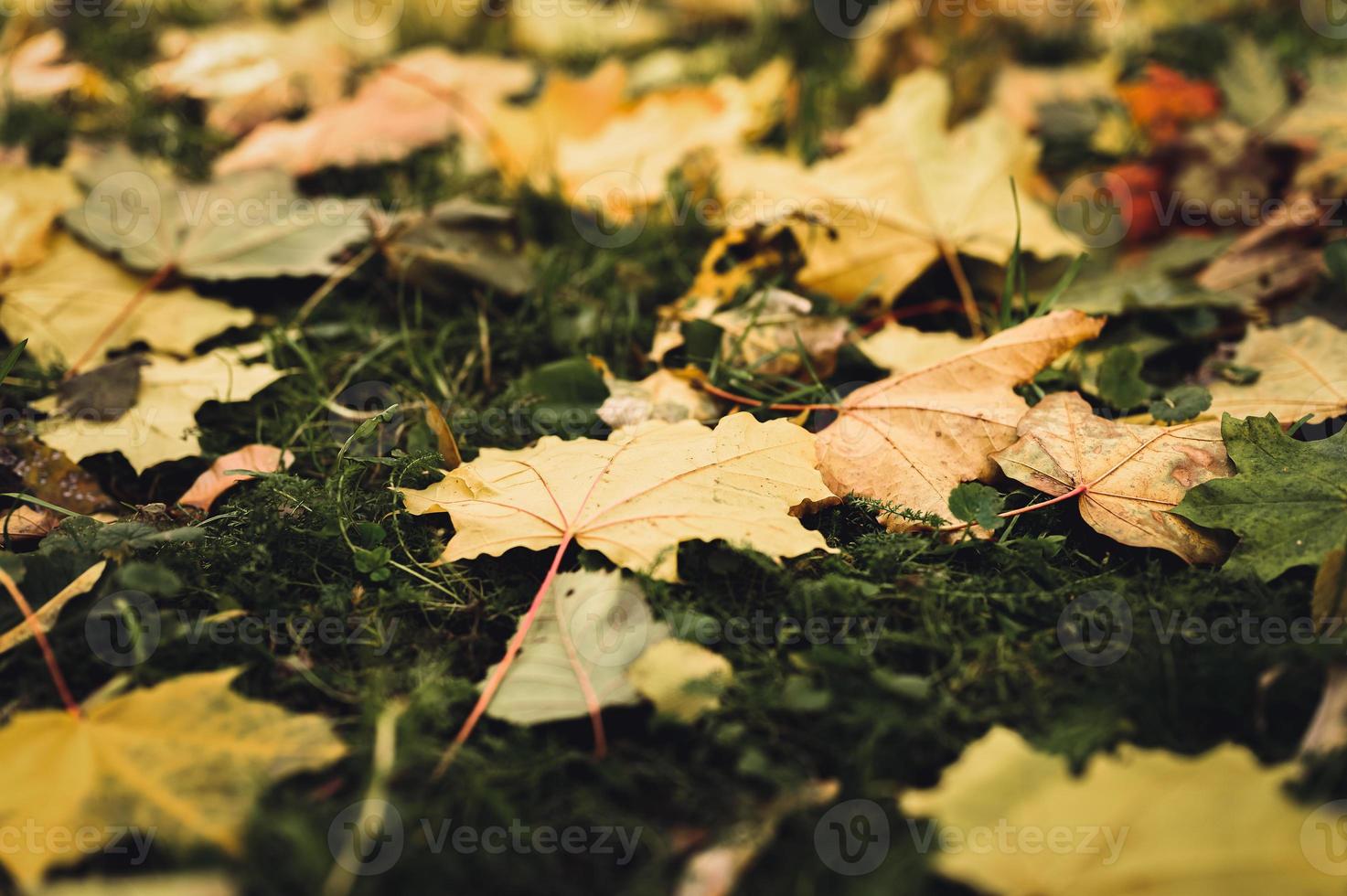 goldener Herbst Herbstzeit foto