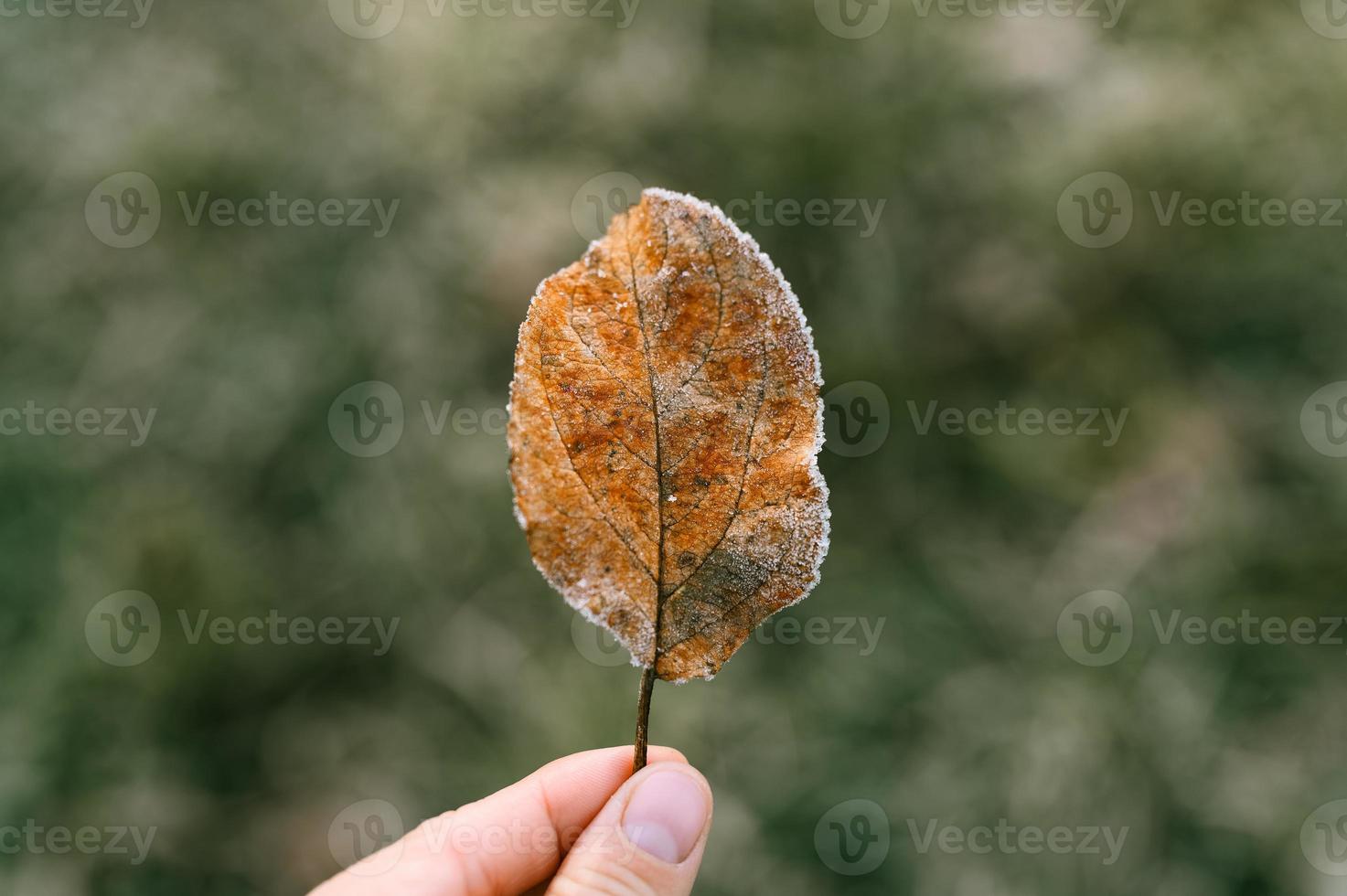Herbst Herbstblatt in der Hand einer Frau vor dem Hintergrund des verschwommenen grünen Grases foto
