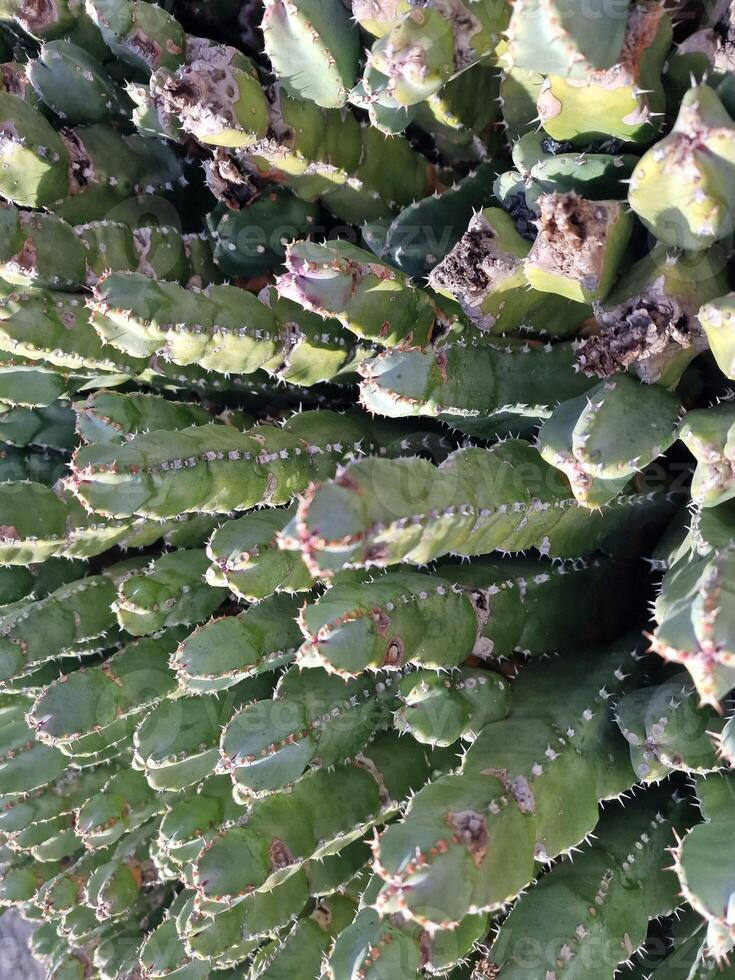 erkunden Lanzarote atemberaubend Kaktus Gardens, wo das beschwingt Farbtöne und abwechslungsreich Formen von diese Pflanzen erstellen ein faszinierend Tapisserie von Wüste Leben. foto