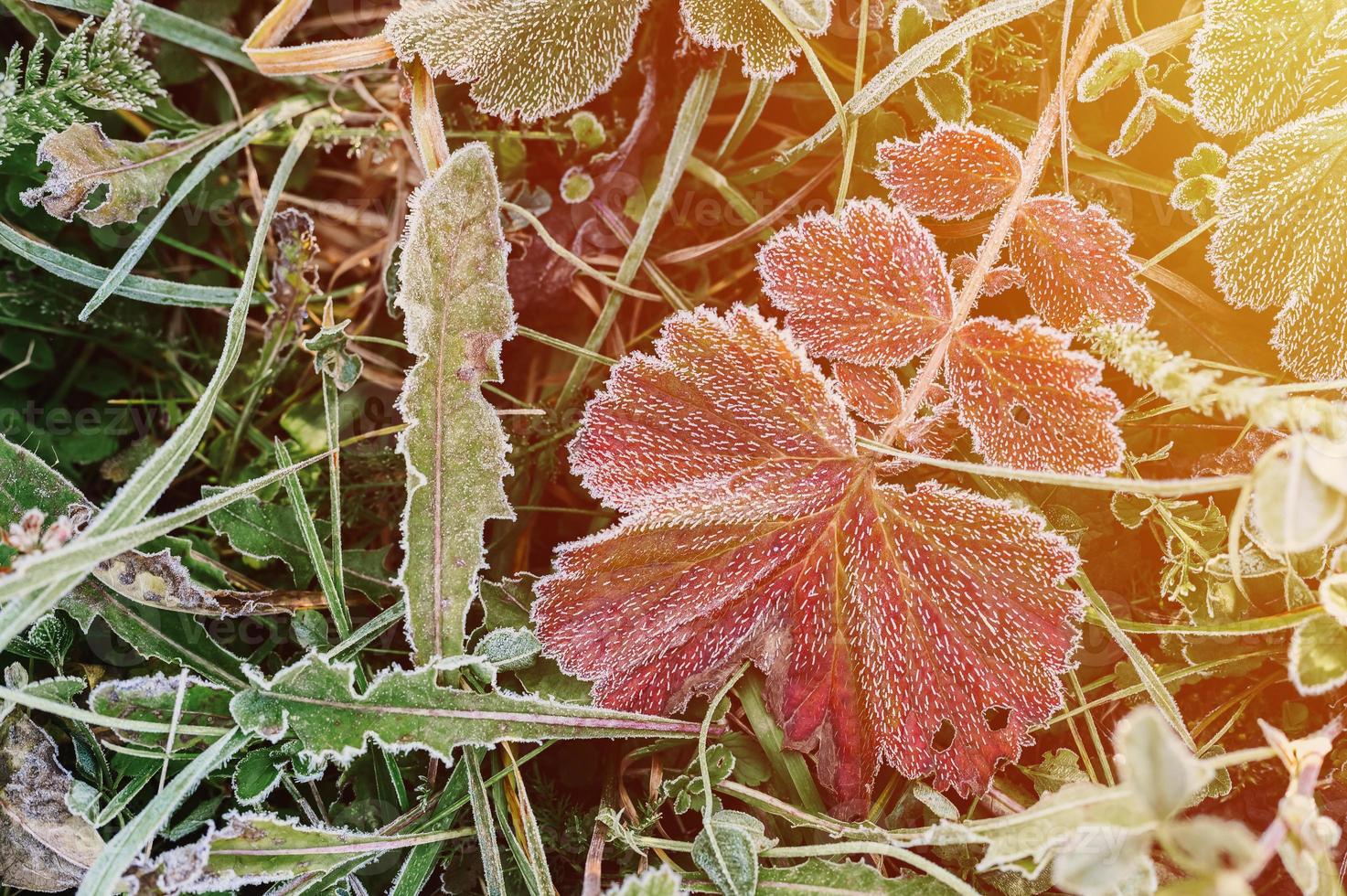 natürlicher strukturierter Hintergrund mit einzelnem rotem Blatt des Herbstes foto