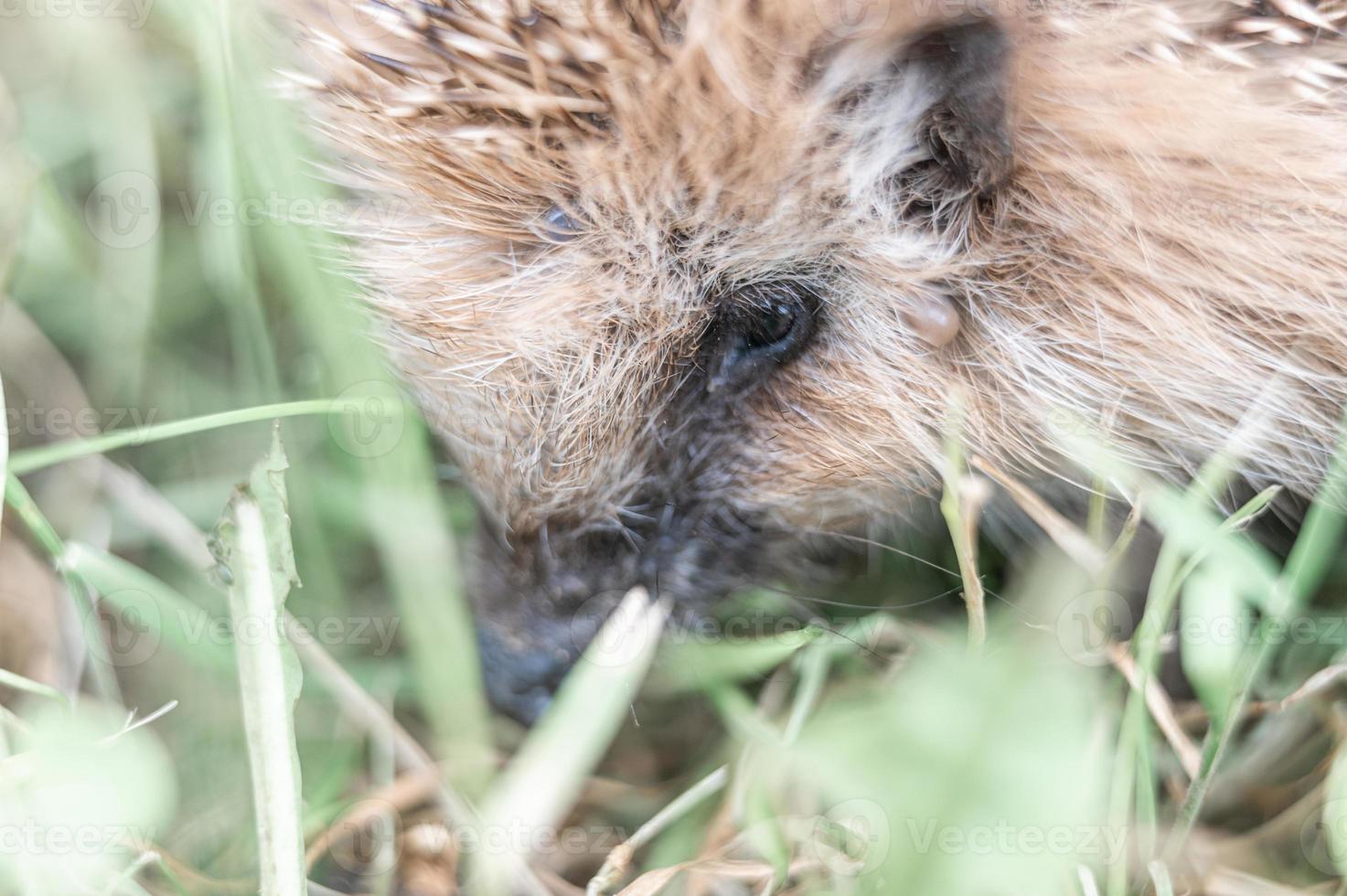 Tier kleiner Igel foto